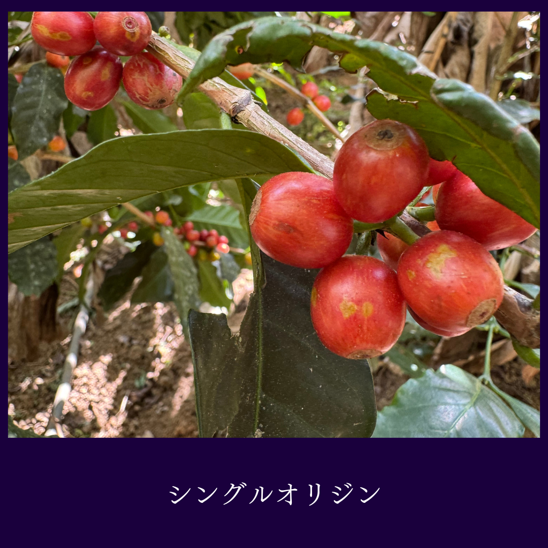 シングルオリジン