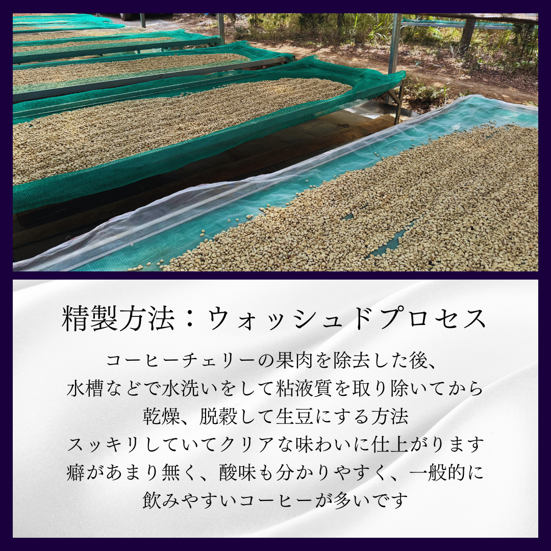 エチオピア シダモ Washed(深煎り)/ 100g エチオピア シダモ Washed(深煎り)/ 100g