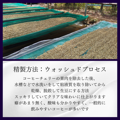 エチオピア シダモ Washed(深煎り)/ 100g エチオピア シダモ Washed(深煎り)/ 100g